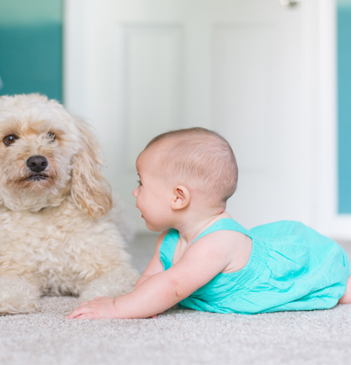 Safe-Dry® Carpet Cleaning